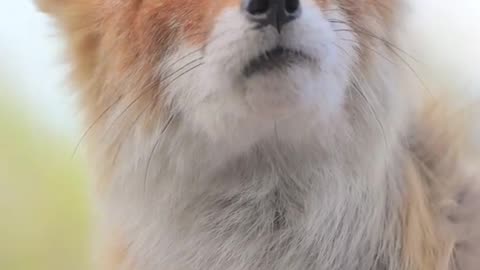 Do you know this cute animal called fox?