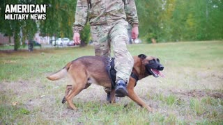 ‘My dog is my medication’: Veterans with PTSD paired with service dogs