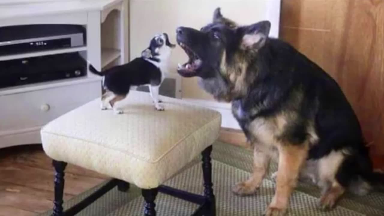 Dogs are the Queens of All Drama! 🤣🐶 Funny Dog Videos