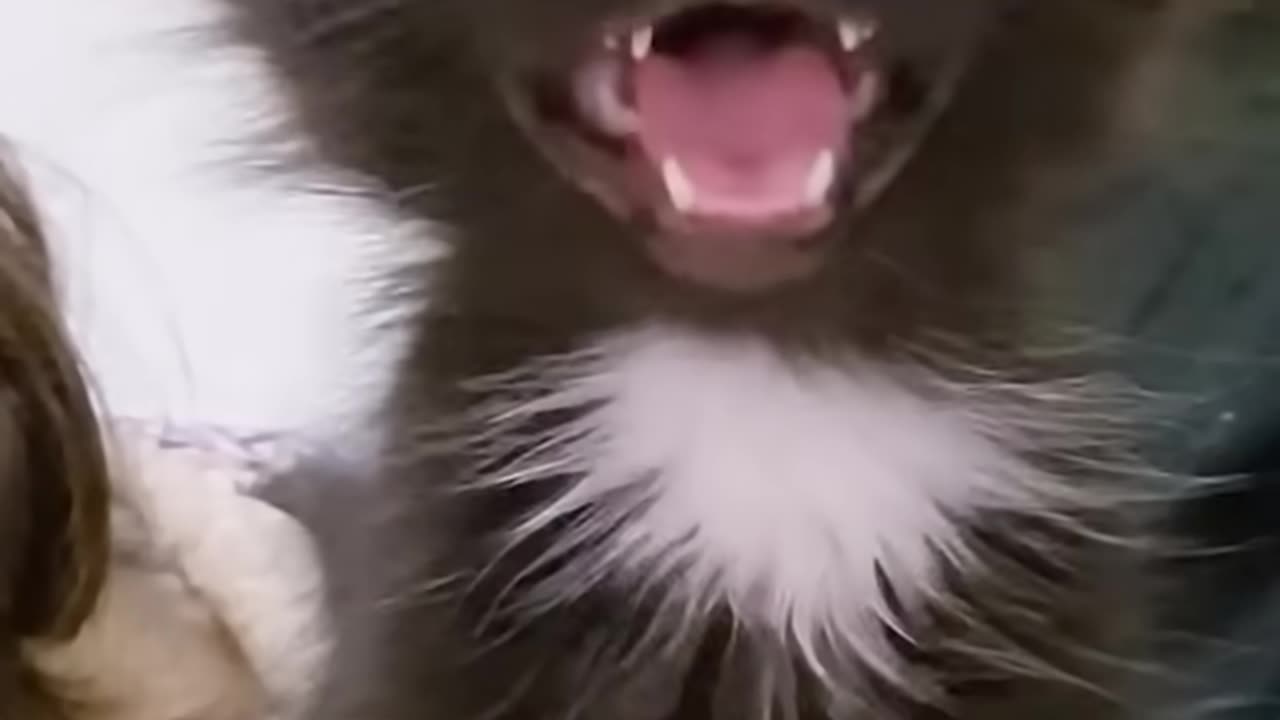 😅Cat Viral Video😂🤣