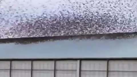 A Laser That Scares Birds! The Game-Changing Tech Revolutionizing Agriculture