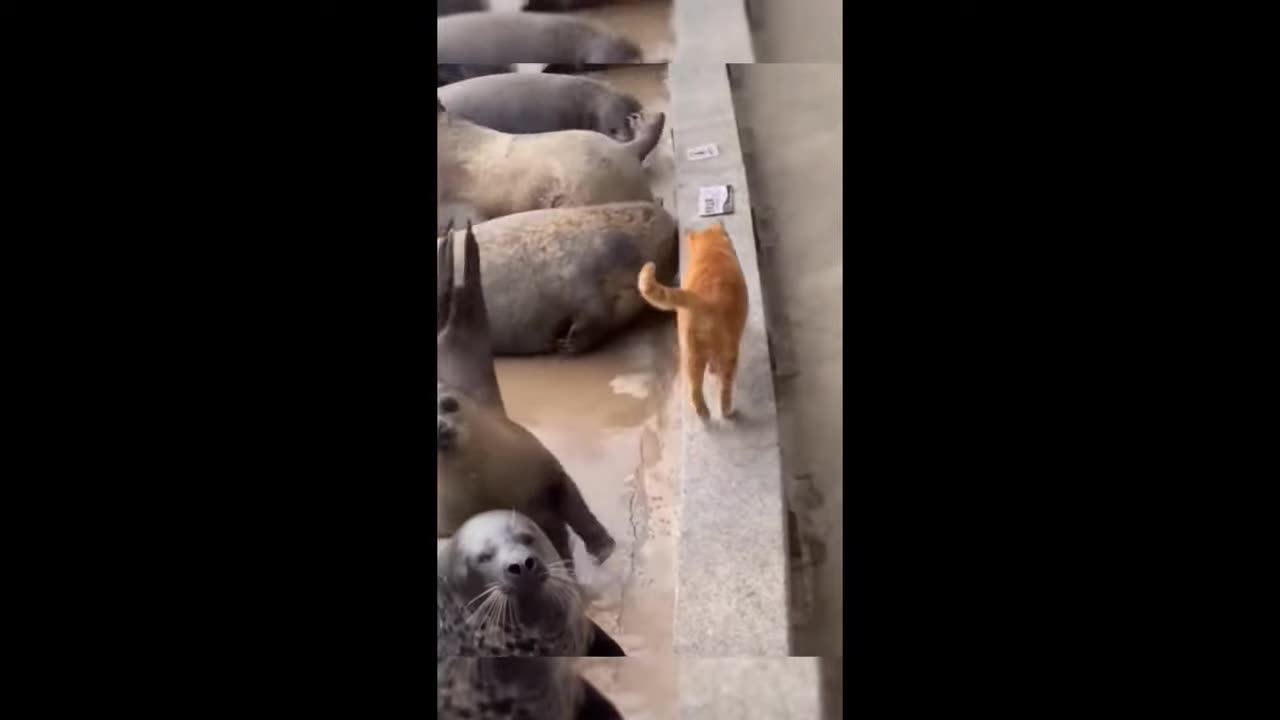 Funny Animal Videos