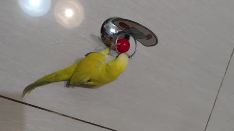 Cute Little Bird Plays Basketball With Itself