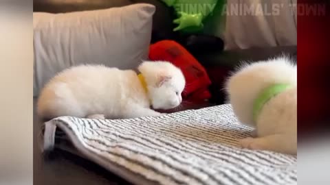 Funny cats