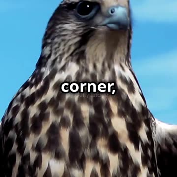 Epic Showdown_ Falcon vs Snake! 2025