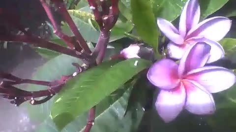 A purple plumeria flower plant, some are still changing the color [Nature & Animals]