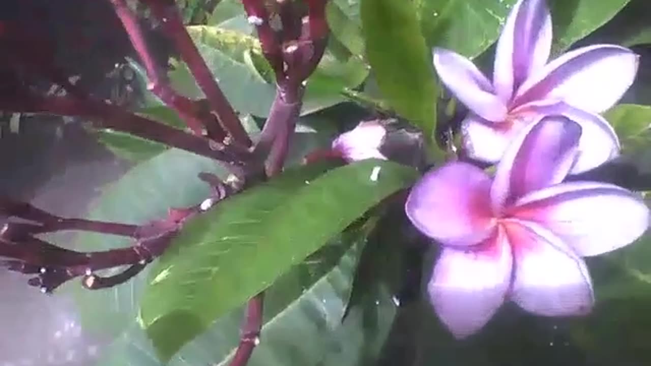 A purple plumeria flower plant, some are still changing the color [Nature & Animals]