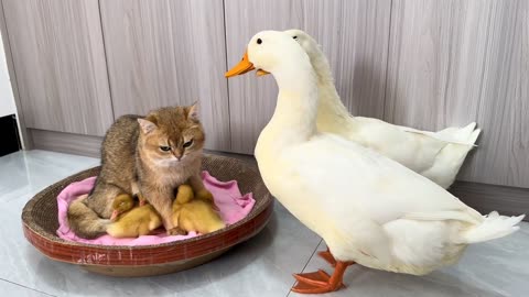 Cat Cares for Baby Duck Better Than Mama Duck | Funny and Cute