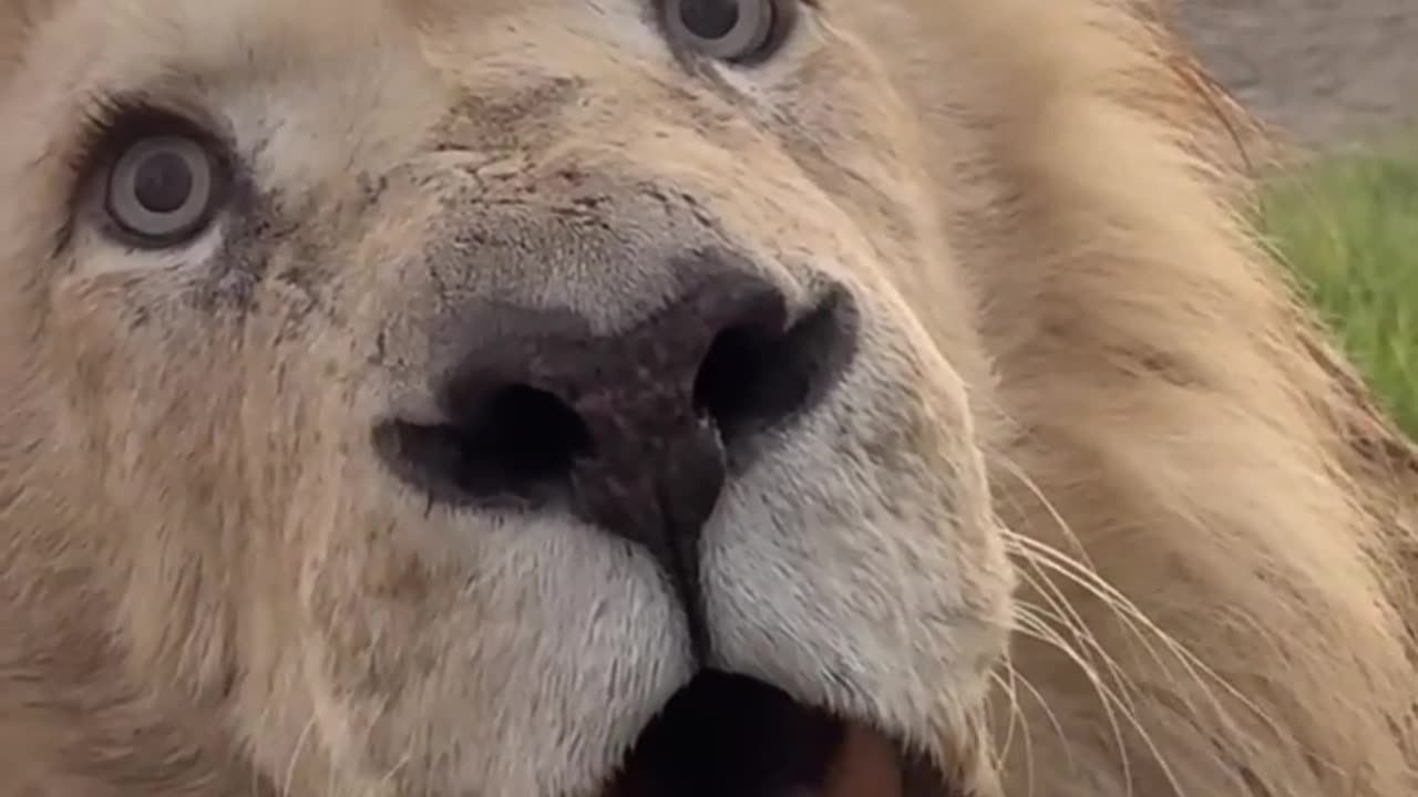 Lions Are Scary… Until Tigers Pull Up!