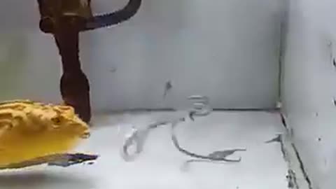 What kind of fish is this? 🤯