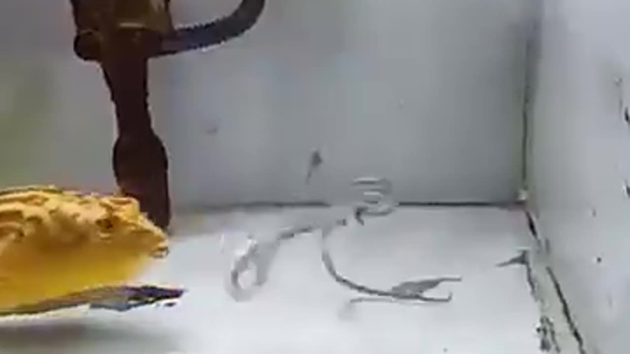 What kind of fish is this? 🤯