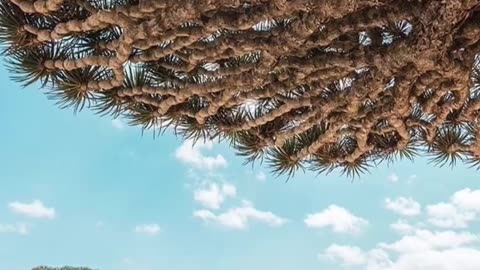 Socotra Island: The Most Mysterious Place on Earth! 🌍 (You Won’t Believe This Secret Island!)