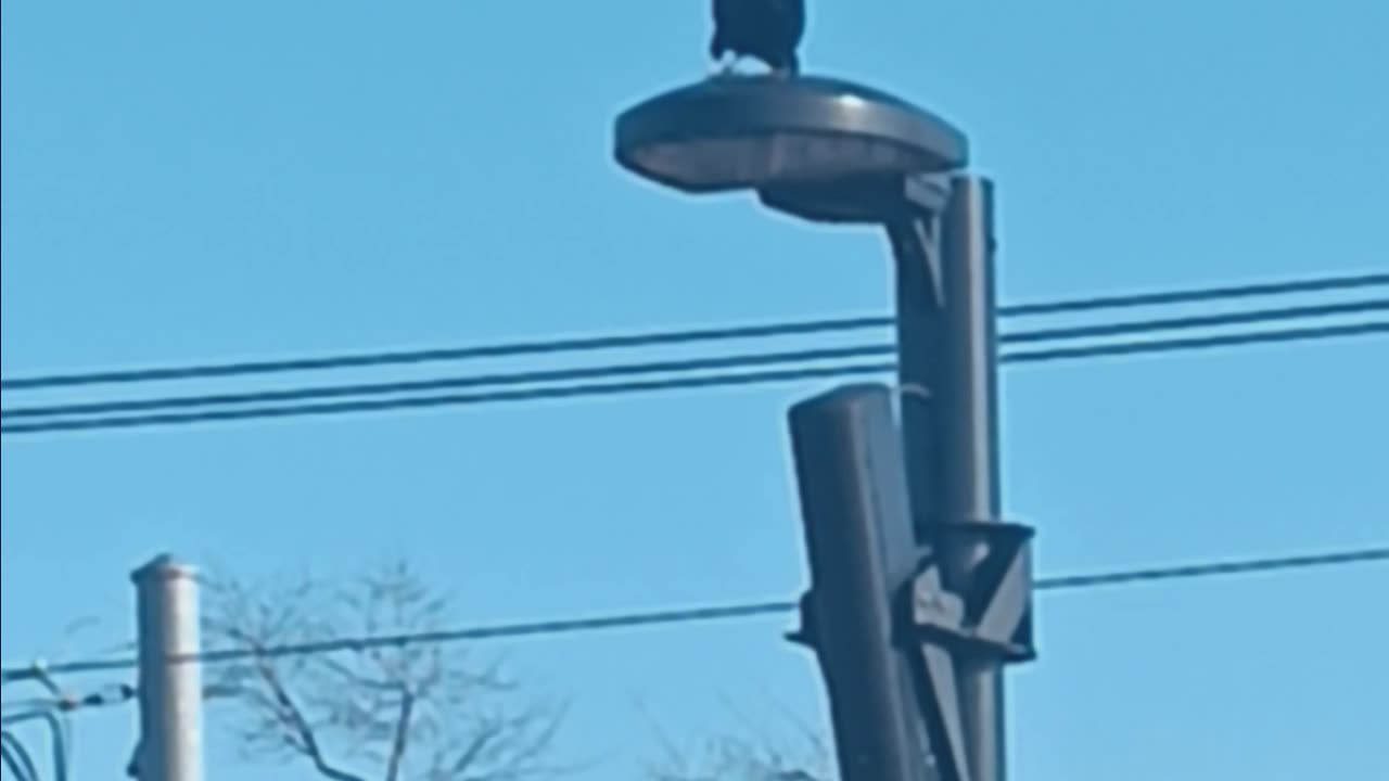 A crow.