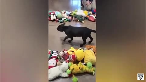 Shelter Dogs pick Christmas toys ..