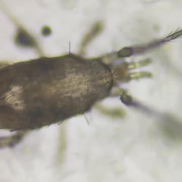 Cheetos under a Microscope – Absolutely Disgusting