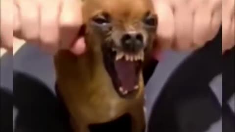 Best Funniest Animal Videos
