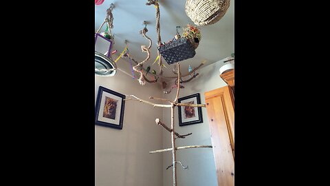 Spend time with 9 Budgies
