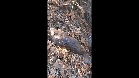 2024 catching beaver #41 in a duke 330 trap.... #duke, #330, #beaver, #trapping