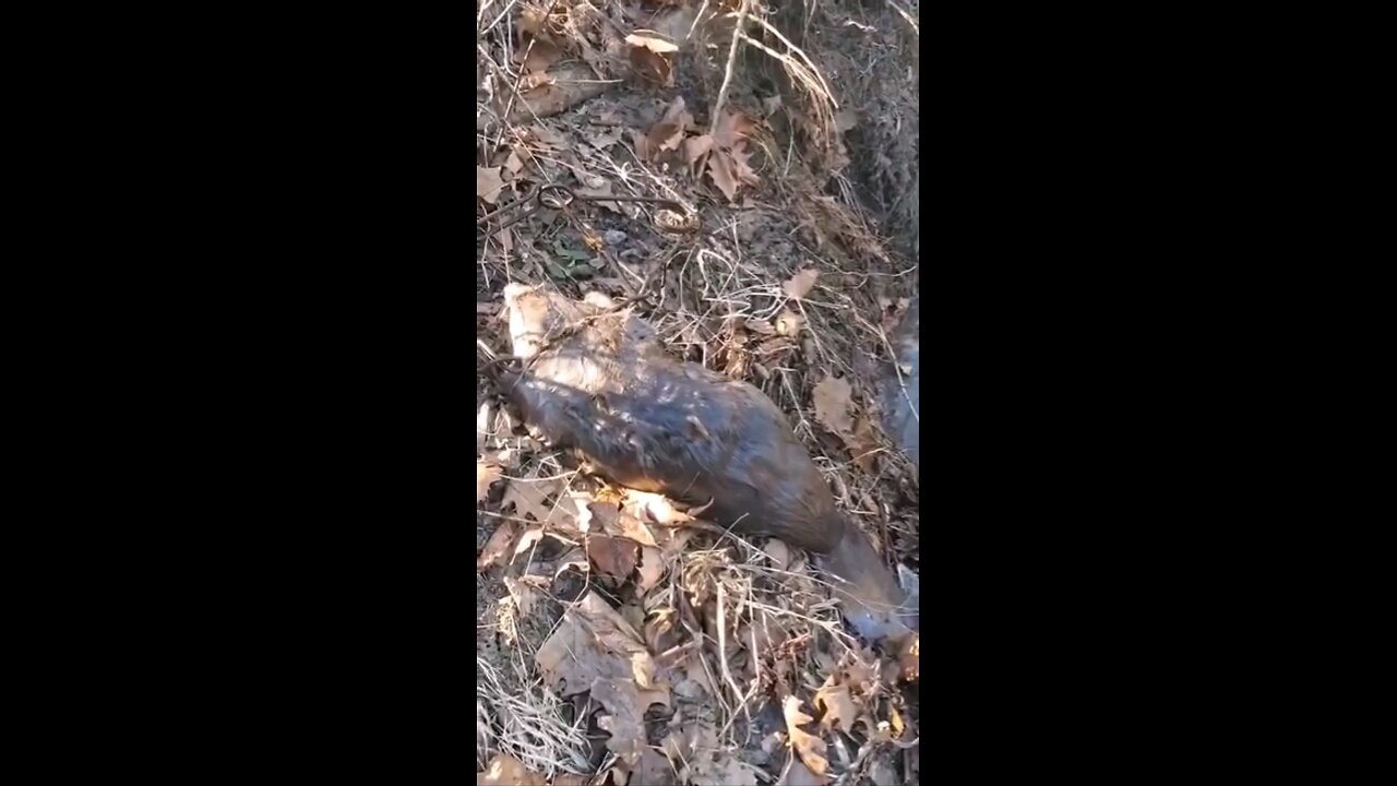 2024 catching beaver #41 in a duke 330 trap.... #duke, #330, #beaver, #trapping