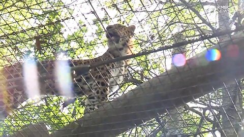 'Zoo View:' Meet Zeke, the Kansas City Zoo's new Amur leopard