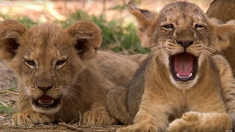 Cutest 6 Week Old Lion Cub