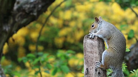 Cute squirrel in the green and beautiful forest😍😍