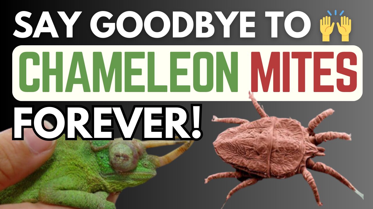 Shocking Discovery: Do Chameleons Secretly Carry Mites?