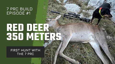 First hunt Red deer at 350m (382y) - Blaser 7 PRC custom build Episode #1