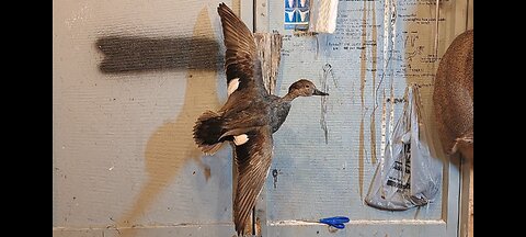 Mounting a duck(Gadwall) on a Carved Body