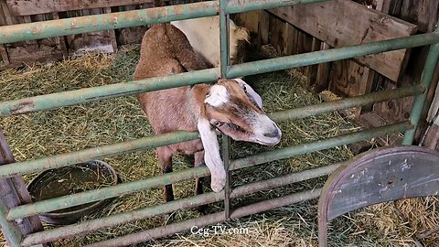 Graham Family Farm: Bella's Milkings