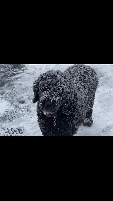 Snow Dog
