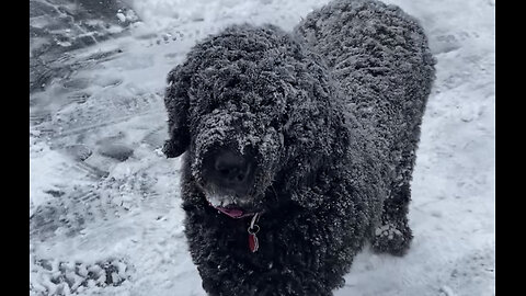 Snow Dog