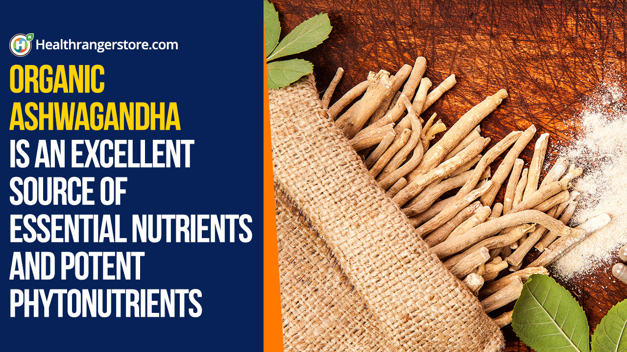 Organic Ashwagandha is an excellent source of essential nutrients and potent phytonutrients