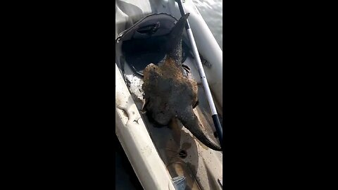 Pulling an old bison skull cap out of the river