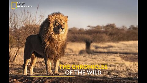 The Chronicles of the Wild | Savage Kingdom | हिन्दी | Full Episode | S1-E2 | Nat Geo Wild