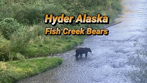 Hyder Alaska: Fish Creek Bears, RVdrifters