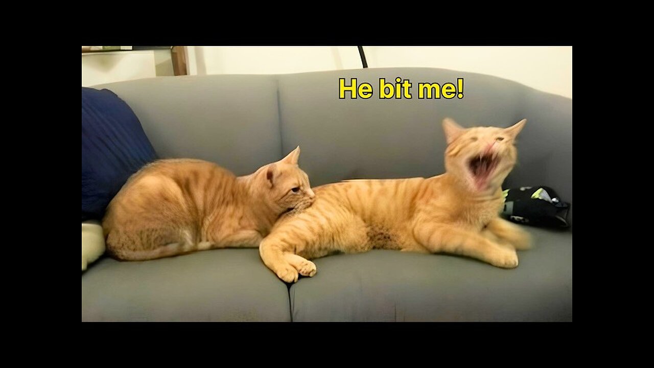 These Cats Speak English Better Than Hooman!