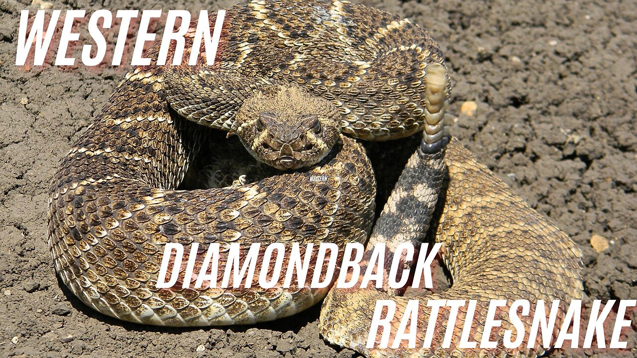 Venomous Snakes Of North America: Western Diamondback Rattlesnake