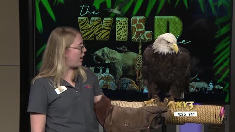 The Wild Side: Dickerson Park Zoo showcases Phoenix the bald eagle