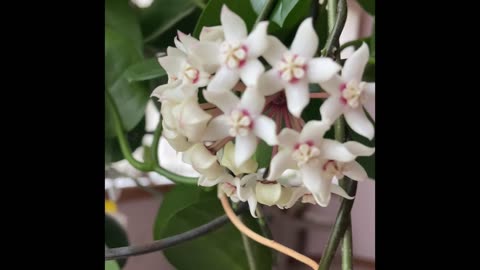 #Hoya Surprises: Hoya Australis is #blooming with white star-shaped #flowers 🪴#hoyaplant #growth
