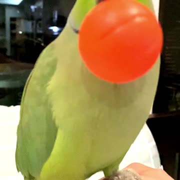 Smart Parrot Clover Likes to Play (Part 3) 🥳🤣🏀