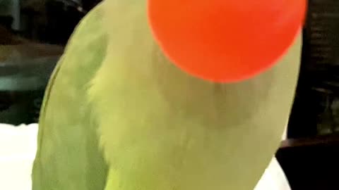 Smart Parrot Clover Likes to Play (Part 3) 🥳🤣🏀