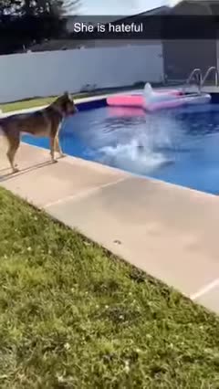 Best Compilations Funniest Pets of 2024 and more to come! pt.2