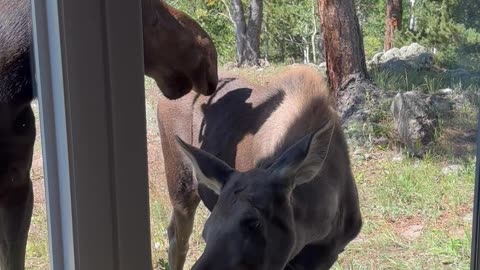 Moose and Calf Visit Airbnb