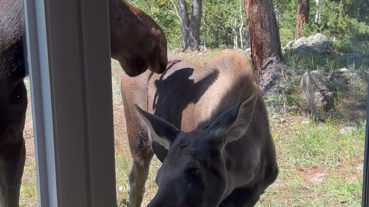 Moose and Calf Visit Airbnb