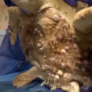 Do Barnacles Really Harm Turtles? The Truth Revealed!