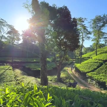 Hill tea garden natural scenery location Bangladesh Srimangal video 2025 skc.com 36
