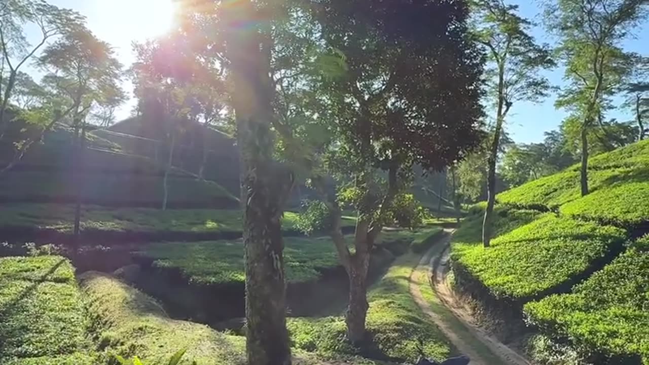 Hill tea garden natural scenery location Bangladesh Srimangal video 2025 skc.com 36