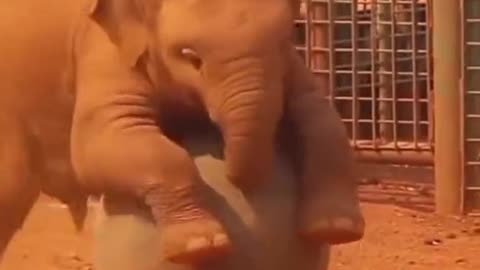 Cute baby elephant playing with ball