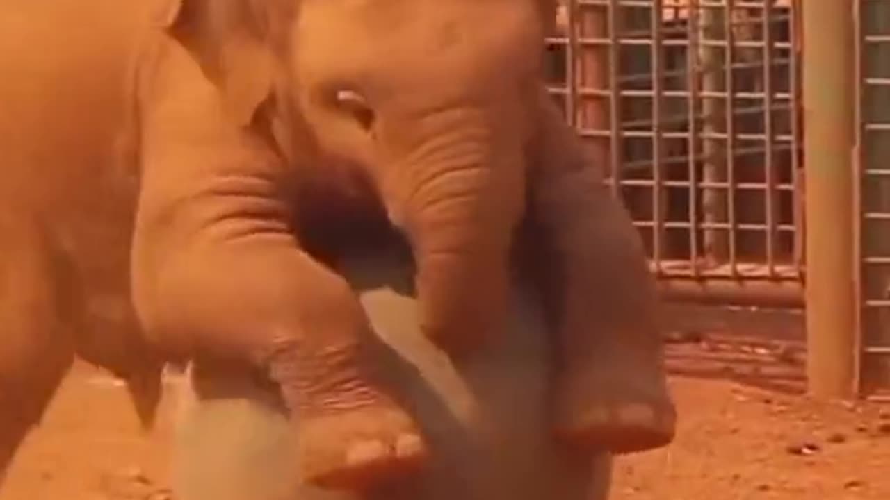 Cute baby elephant playing with ball